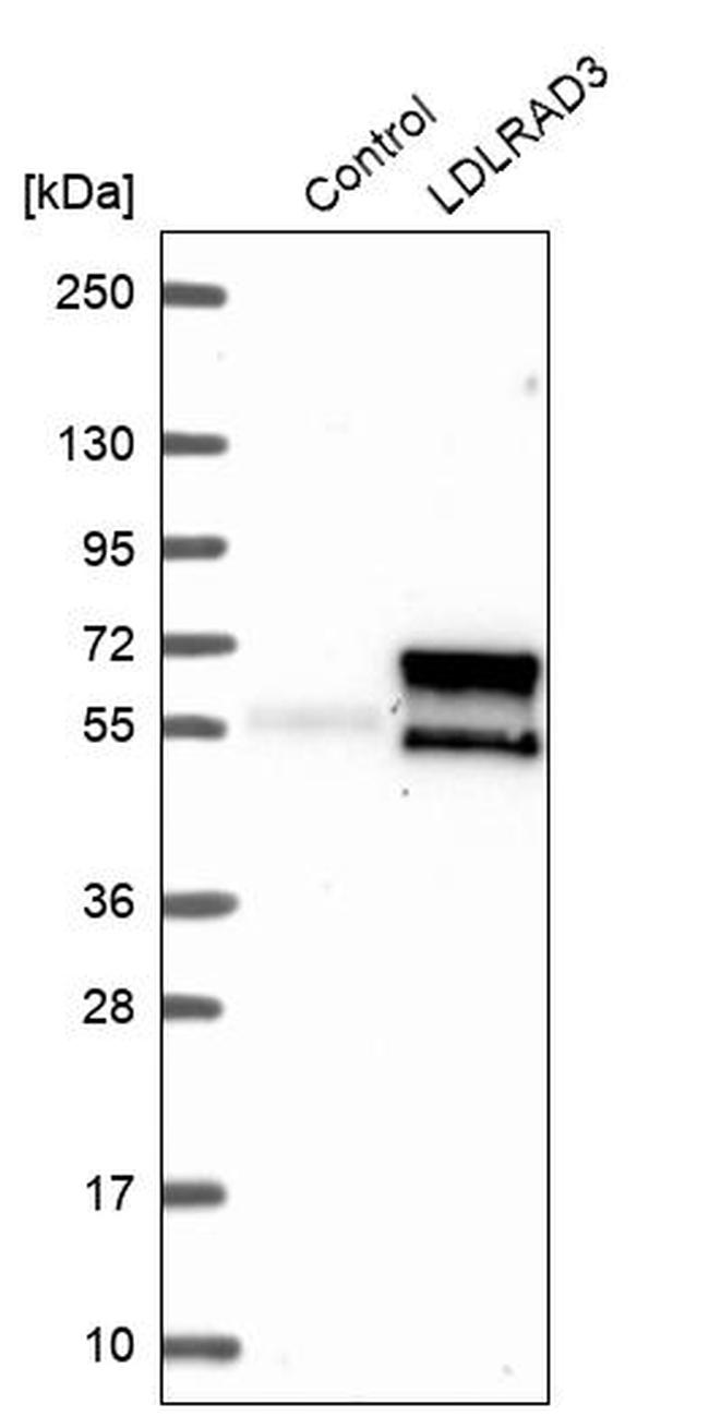 LDLRAD3 Antibody in Western Blot (WB)