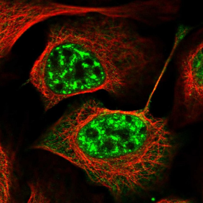 PRPF40A Antibody in Immunocytochemistry (ICC/IF)