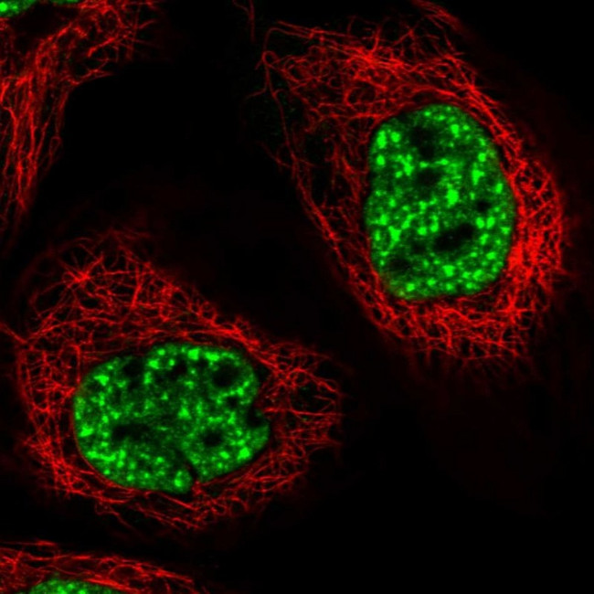PRPF40A Antibody in Immunocytochemistry (ICC/IF)