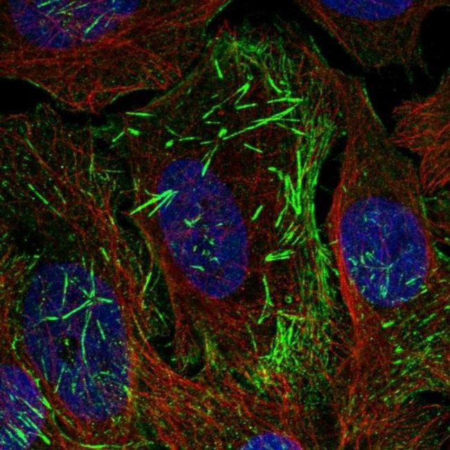 C12orf24 Antibody in Immunocytochemistry (ICC/IF)