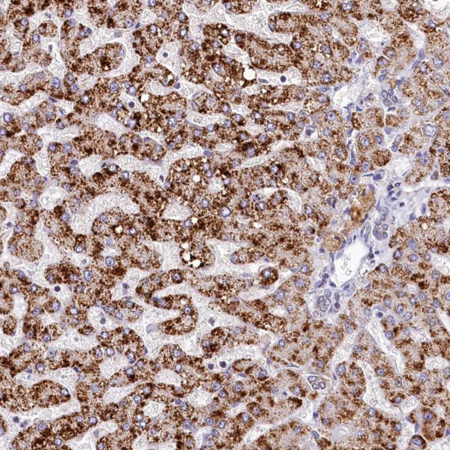 SPINK9 Antibody in Immunohistochemistry (Paraffin) (IHC (P))
