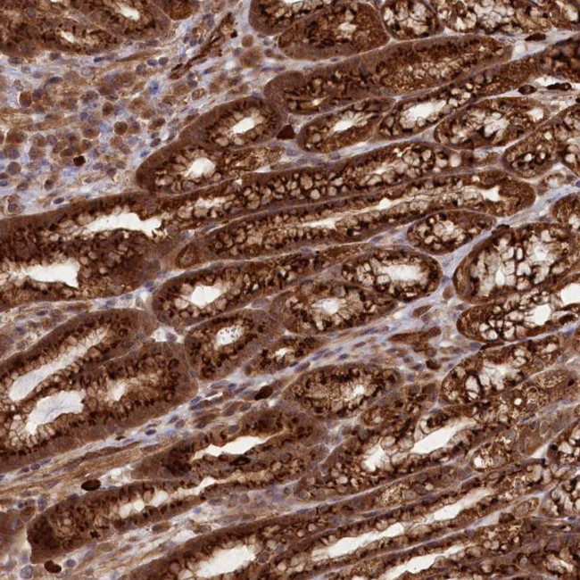 C9orf89 Antibody in Immunohistochemistry (Paraffin) (IHC (P))