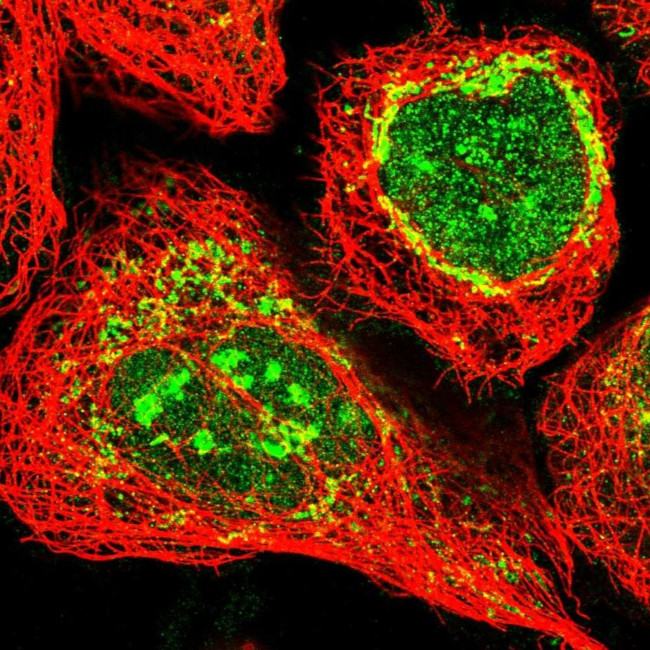 ECHDC3 Antibody in Immunocytochemistry (ICC/IF)