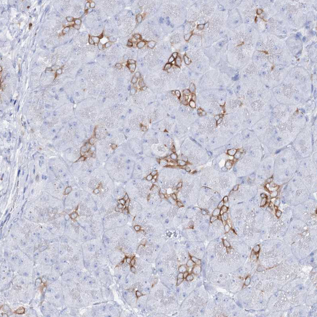 SLC3A1 Antibody in Immunohistochemistry (Paraffin) (IHC (P))
