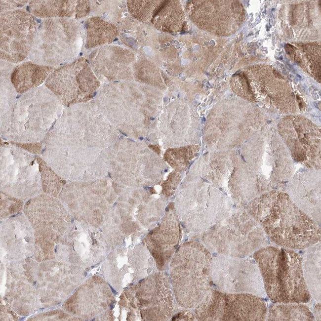 C5orf33 Antibody in Immunohistochemistry (Paraffin) (IHC (P))