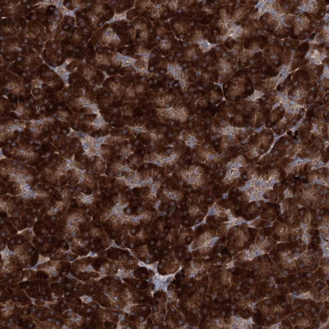 C10orf97 Antibody in Immunohistochemistry (Paraffin) (IHC (P))
