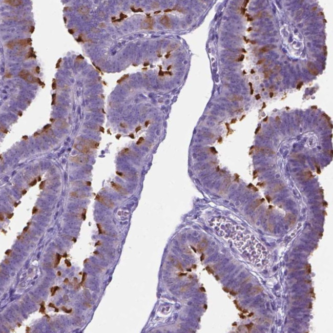 SPAG6 Antibody in Immunohistochemistry (Paraffin) (IHC (P))