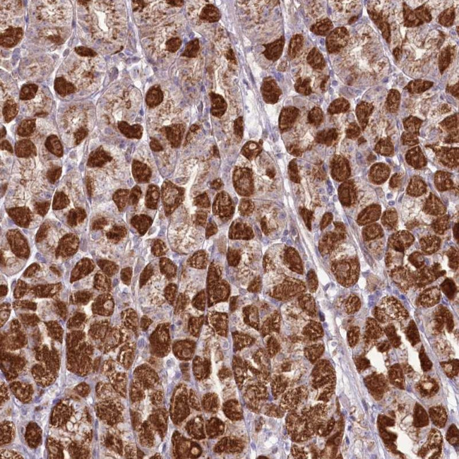 REXO2 Antibody in Immunohistochemistry (Paraffin) (IHC (P))