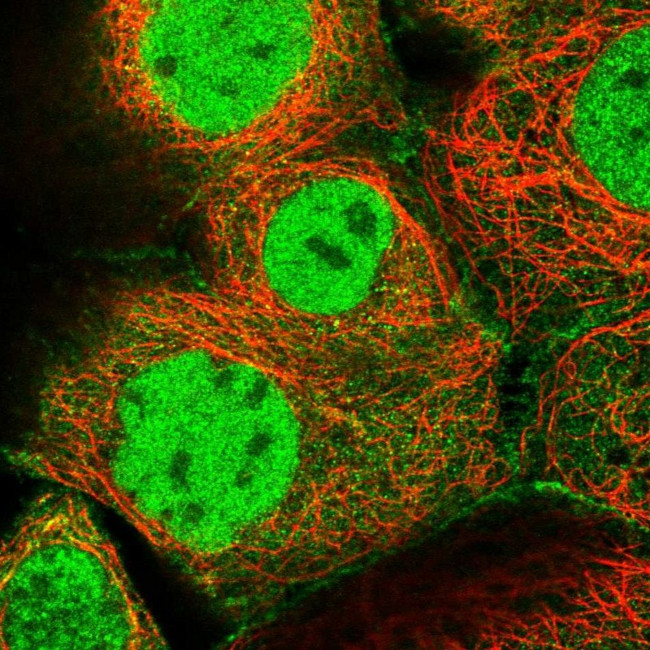 MCMBP Antibody in Immunocytochemistry (ICC/IF)