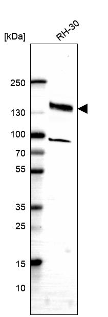 FAM178A Antibody in Western Blot (WB)