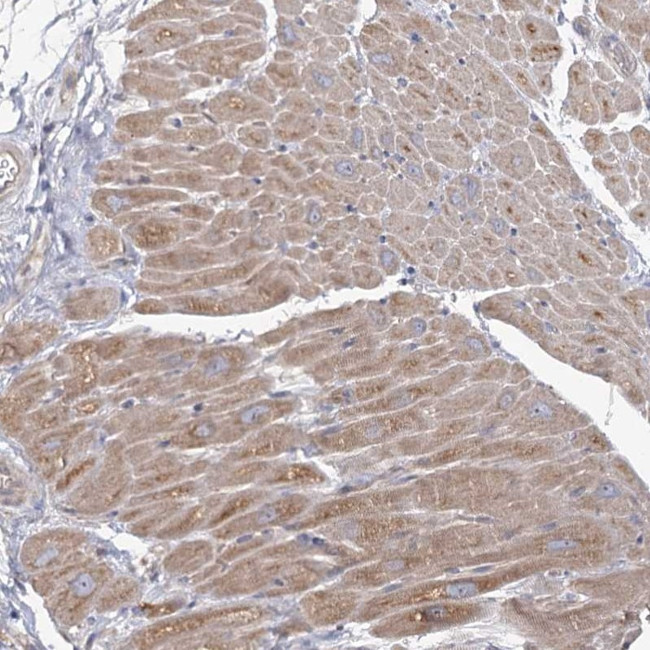 ANGPTL5 Antibody in Immunohistochemistry (Paraffin) (IHC (P))