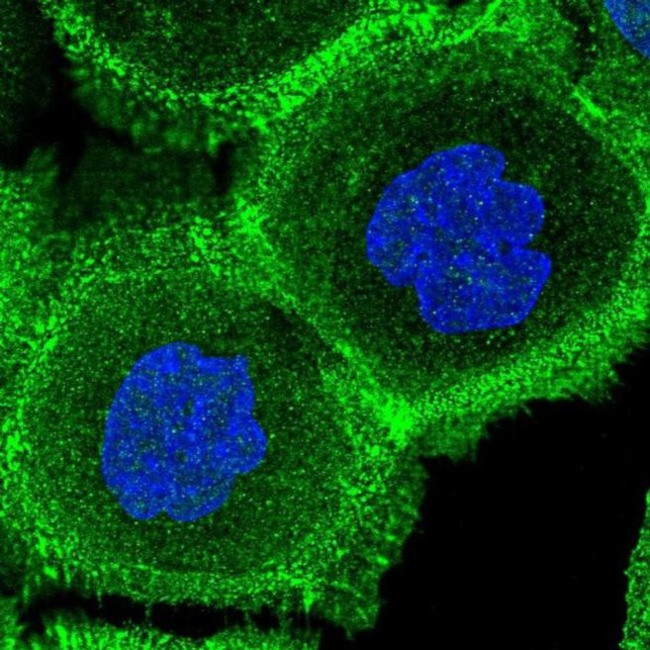 FCHSD2 Antibody in Immunocytochemistry (ICC/IF)