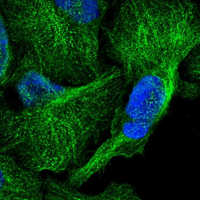 Cdc42EP2 Antibody in Immunocytochemistry (ICC/IF)