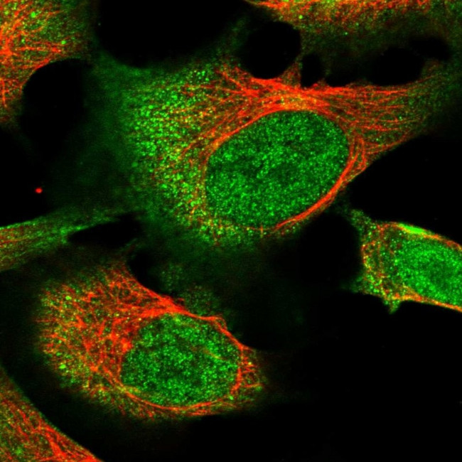 RNF111 Antibody in Immunocytochemistry (ICC/IF)