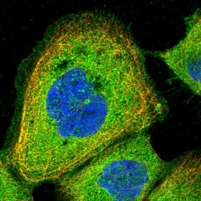 CEP295 Antibody in Immunocytochemistry (ICC/IF)