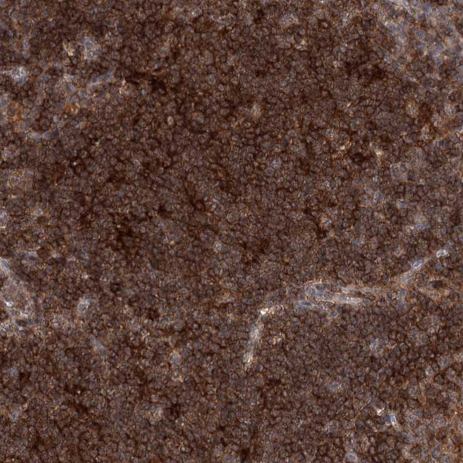 CDC42SE2 Antibody in Immunohistochemistry (Paraffin) (IHC (P))