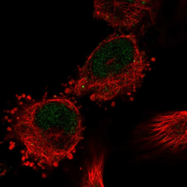 C12orf10 Antibody in Immunocytochemistry (ICC/IF)