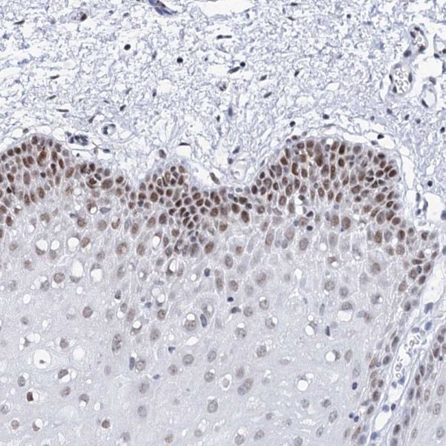 SPATS2 Antibody in Immunohistochemistry (Paraffin) (IHC (P))