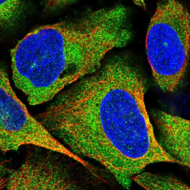 SPATS2 Antibody in Immunocytochemistry (ICC/IF)