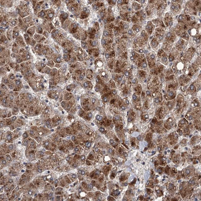 DAO Antibody in Immunohistochemistry (Paraffin) (IHC (P))