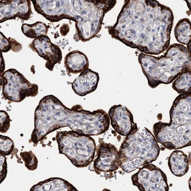 MORN3 Antibody in Immunohistochemistry (Paraffin) (IHC (P))