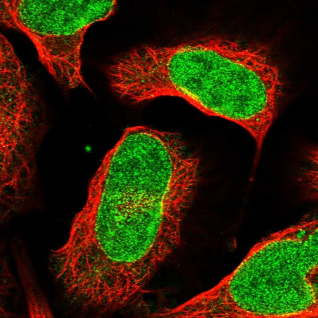 C12orf45 Antibody in Immunocytochemistry (ICC/IF)