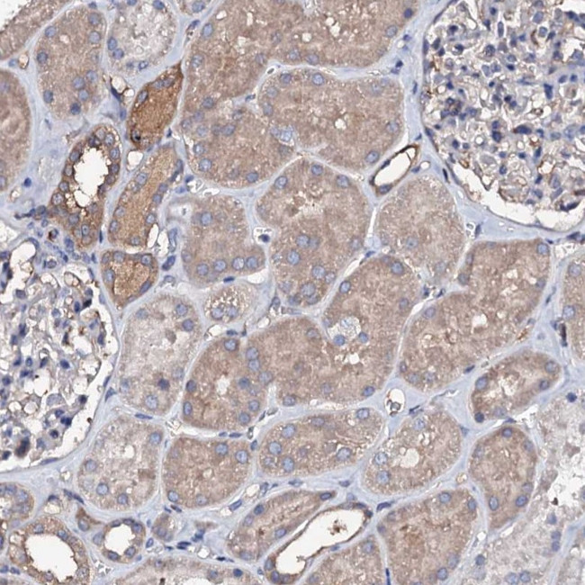 FAM115C Antibody in Immunohistochemistry (Paraffin) (IHC (P))