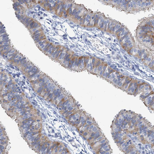 PRSS35 Antibody in Immunohistochemistry (Paraffin) (IHC (P))