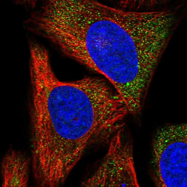 PDZRN3 Antibody in Immunocytochemistry (ICC/IF)
