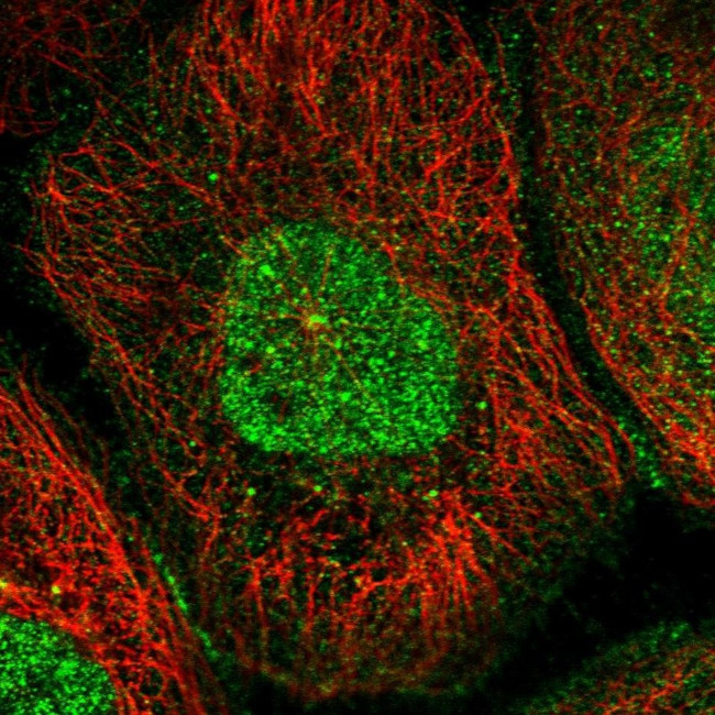 RASSF4 Antibody in Immunocytochemistry (ICC/IF)