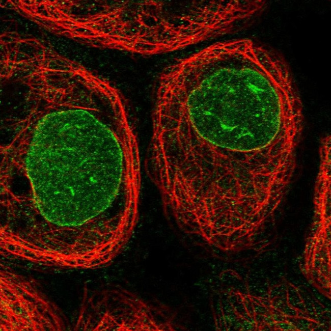 CCDC77 Antibody in Immunocytochemistry (ICC/IF)