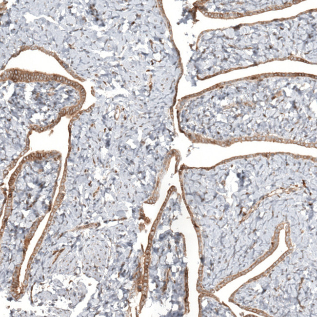TTC40 Antibody in Immunohistochemistry (Paraffin) (IHC (P))