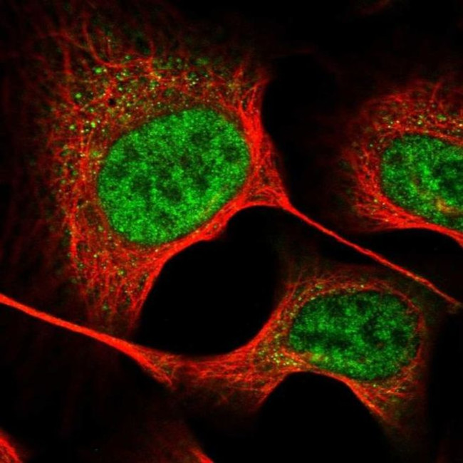 GTSF1 Antibody in Immunocytochemistry (ICC/IF)