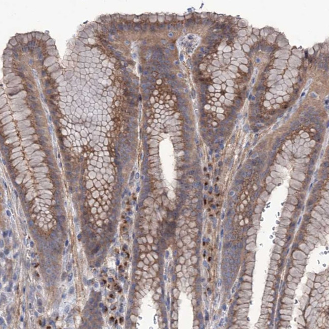 SEC24A Antibody in Immunohistochemistry (Paraffin) (IHC (P))