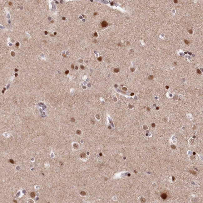 MCF2L2 Antibody in Immunohistochemistry (Paraffin) (IHC (P))
