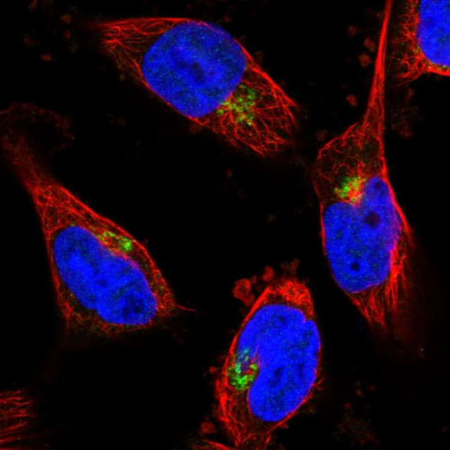 CYB5R2 Antibody in Immunocytochemistry (ICC/IF)