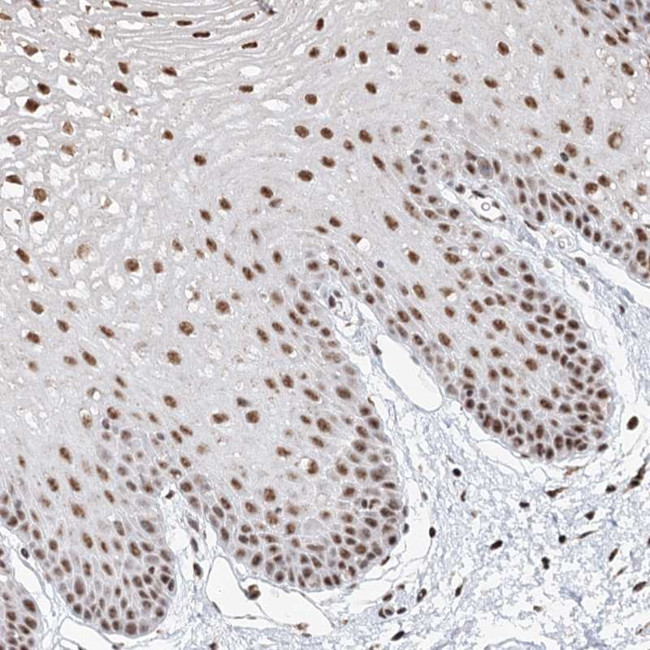 GPALPP1 Antibody in Immunohistochemistry (Paraffin) (IHC (P))