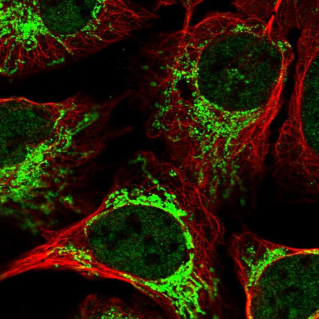 DYNC2H1 Antibody in Immunocytochemistry (ICC/IF)