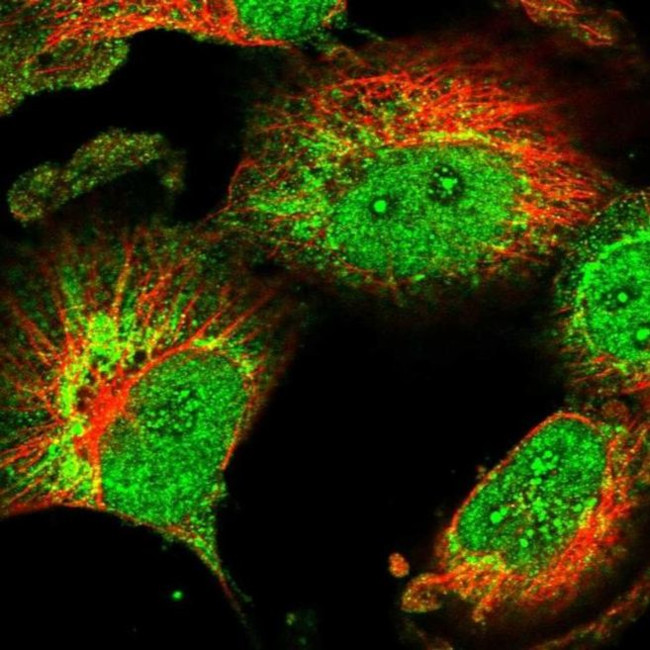CHCHD1 Antibody in Immunocytochemistry (ICC/IF)