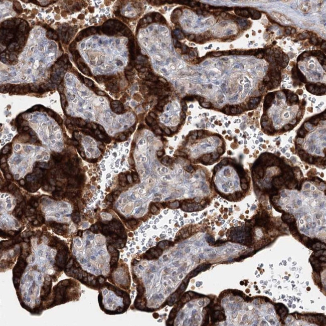 SPG20 Antibody in Immunohistochemistry (Paraffin) (IHC (P))