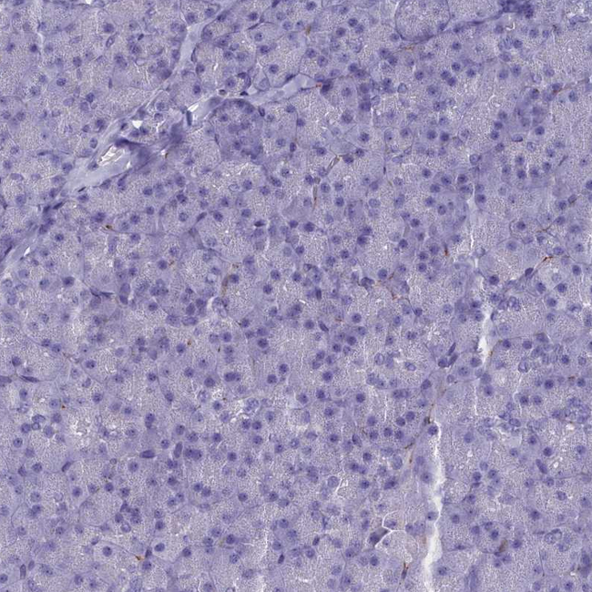 MAP6 Antibody in Immunohistochemistry (Paraffin) (IHC (P))