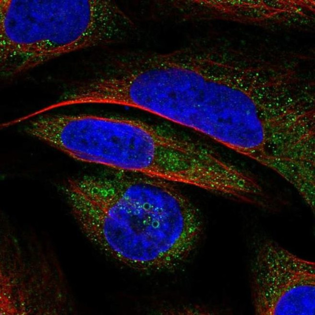VWA8 Antibody in Immunocytochemistry (ICC/IF)