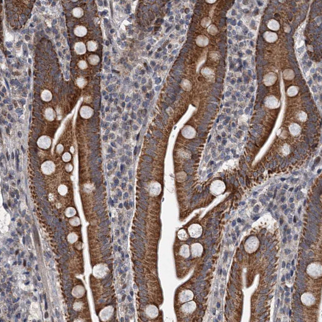 RITA1 Antibody in Immunohistochemistry (Paraffin) (IHC (P))