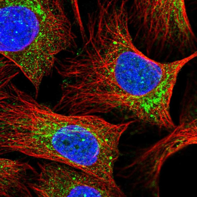 MNF1 Antibody in Immunocytochemistry (ICC/IF)