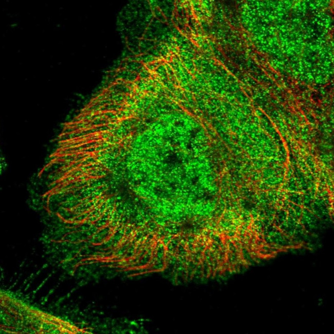 ZDBF2 Antibody in Immunocytochemistry (ICC/IF)