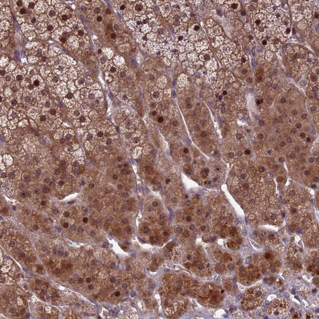 KLHL35 Antibody in Immunohistochemistry (Paraffin) (IHC (P))