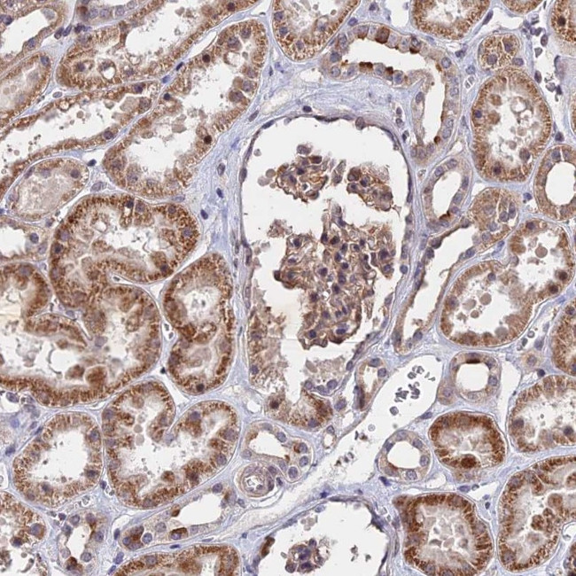 ZC3H10 Antibody in Immunohistochemistry (Paraffin) (IHC (P))