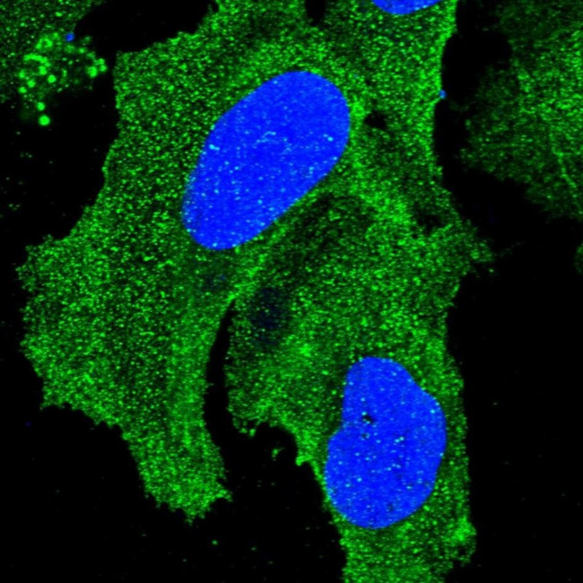 HAPLN3 Antibody in Immunocytochemistry (ICC/IF)
