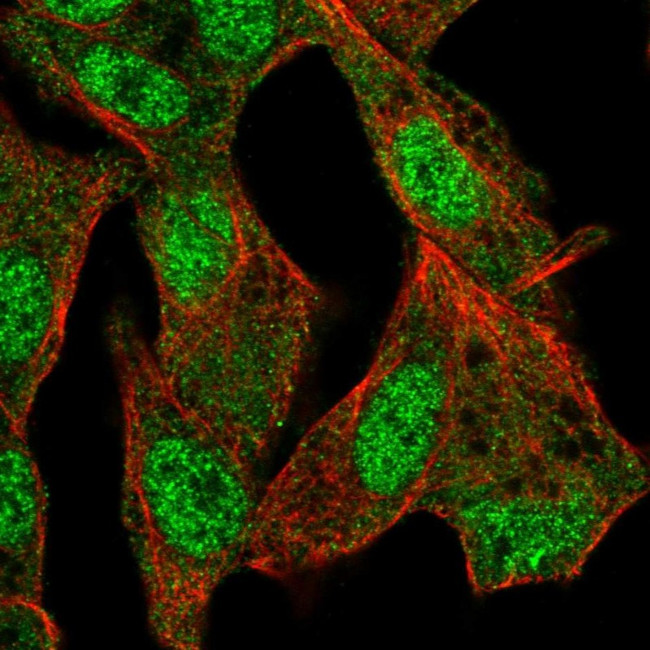 ISM2 Antibody in Immunocytochemistry (ICC/IF)