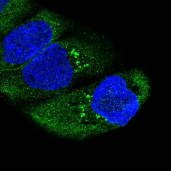 RNF214 Antibody in Immunocytochemistry (ICC/IF)